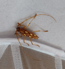 Eburodacrys sexmaculata