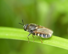 Stratiomys singularior