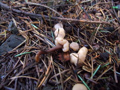 Cudonia circinans