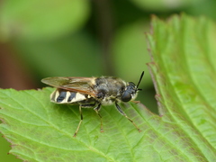 Stratiomys singularior