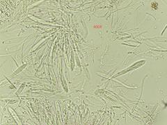 Cudonia circinans
