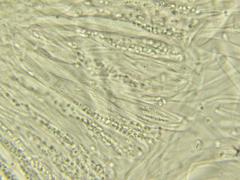 Cudonia circinans