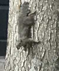 Sciurus carolinensis