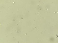 Cudonia circinans