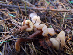Cudonia circinans