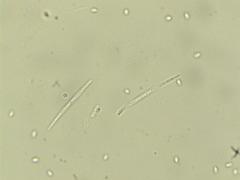 Cudonia circinans