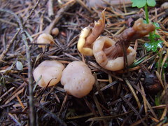 Cudonia circinans