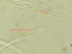 Cudonia circinans