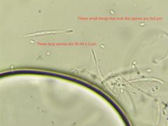 Cudonia circinans