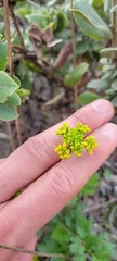 Lomatium parvifolium