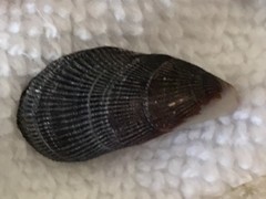 Brachidontes