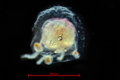 Euphysa