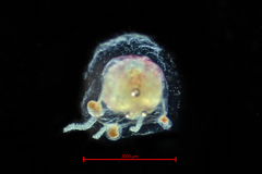 Euphysa