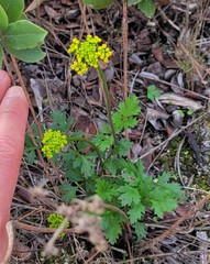 Lomatium parvifolium