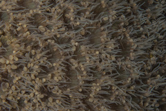 Physogyra lichtensteini