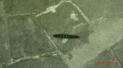 Brassolis astyra