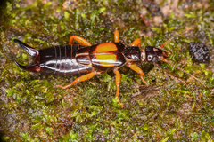 Carcinophora americana