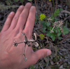 Lomatium parvifolium