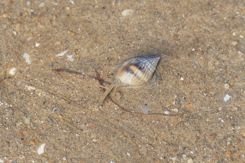 Nassarius pullus