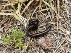 Orthoporoides