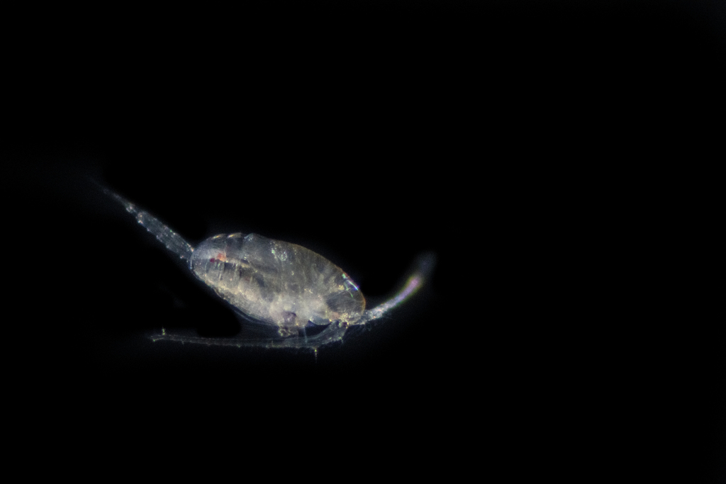 Paracalanus parvus