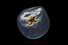 Proboscidactyla flavicirrata