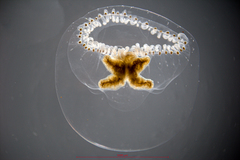 Proboscidactyla flavicirrata