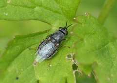 Odontomyia tigrina