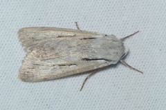 Dichagyris candelisequa