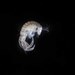 Stout-antenna Amphipod - Photo (c) Hakai Institute, some rights reserved (CC BY-NC-SA), uploaded by Hakai Institute