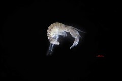 Monocorophium acherusicum