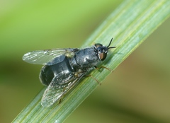 Odontomyia tigrina