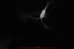 Acartia longiremis