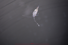 Acartia longiremis