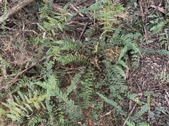 Blechnum molle