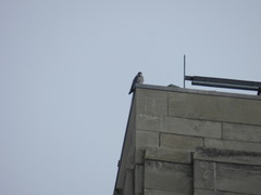 Falco peregrinus