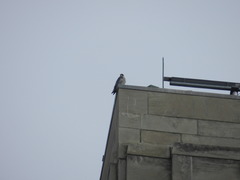 Falco peregrinus