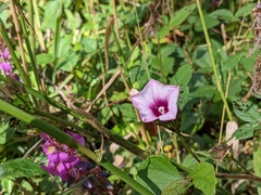 Ipomoea tiliacea