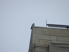 Falco peregrinus