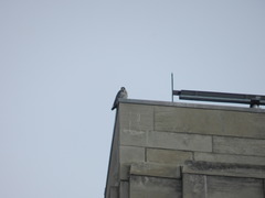 Falco peregrinus