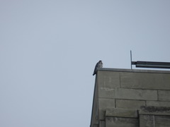 Falco peregrinus