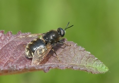 Stratiomys singularior