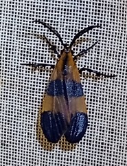 Correbidia terminalis