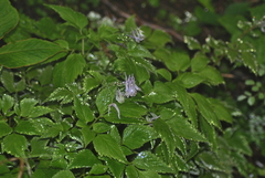 Corydalis temulifolia
