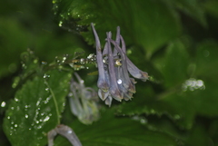 Corydalis temulifolia