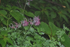 Corydalis pycnopus