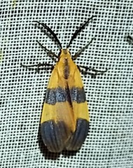 Correbidia terminalis