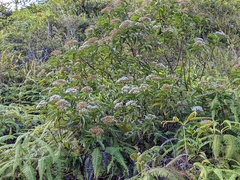 Ageratina resiniflua
