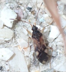 Ozophora burmeisteri