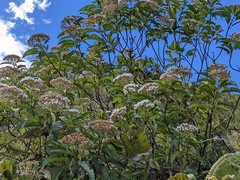 Ageratina resiniflua
